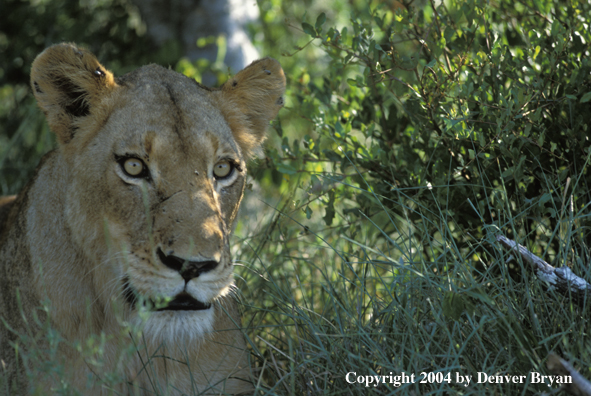 Female African lion in habitat.  Africa