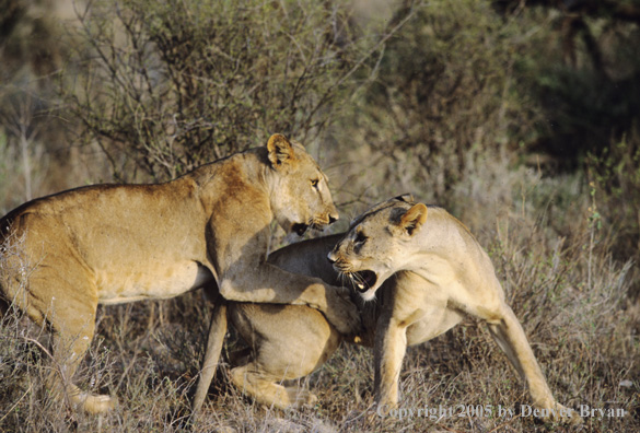 African lionesses fighting.