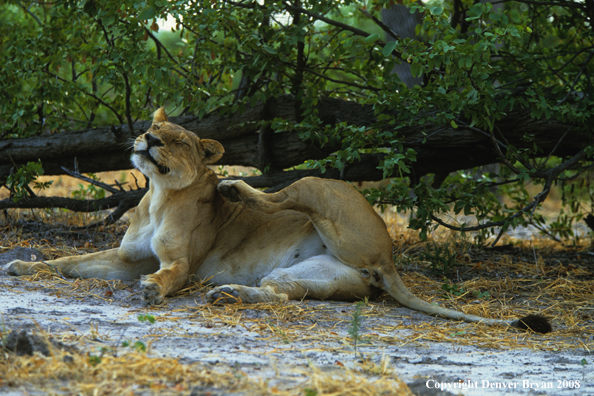 Female African lion