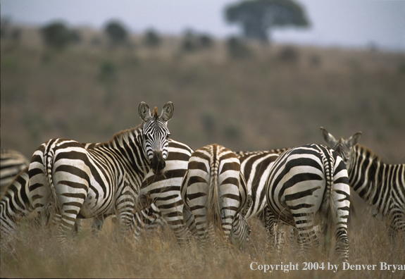 Burchell's zebras in field. Kenya, Africa.