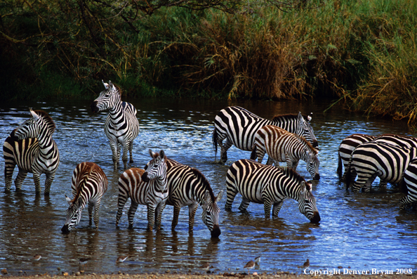 Burchell's Zebra in habitat