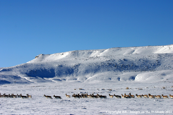 Pronghorn Antelope in winter. 