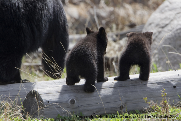 Black bear sow and cubs in habitat.