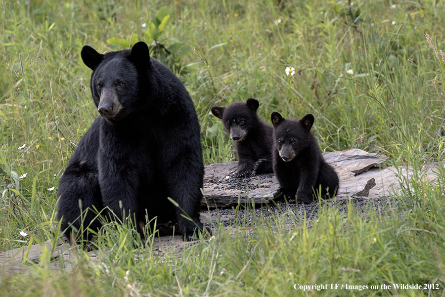 Black bear in field with cubs.