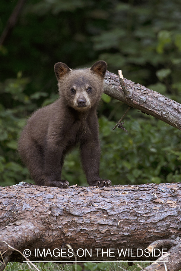 Black Bear cub in habitat.