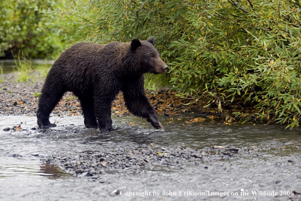 Brown bear in river.