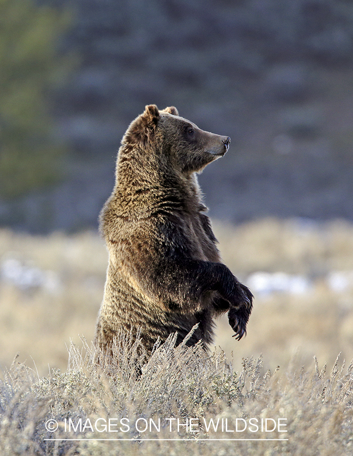 Grizzly Bear in habitat.