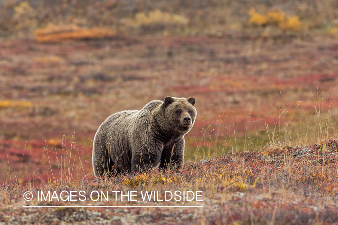 Grizzly bear in field.