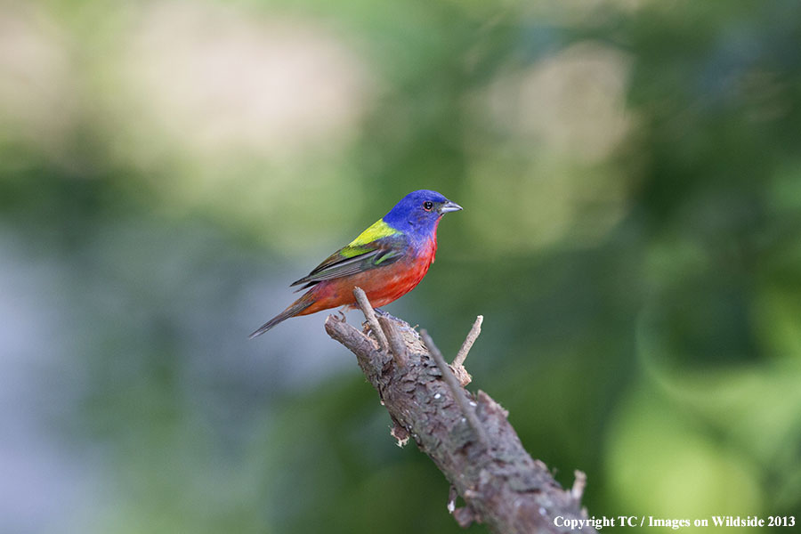 Painted Bunting in habitat.