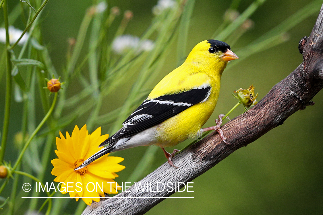 American Gold Finch on branch.