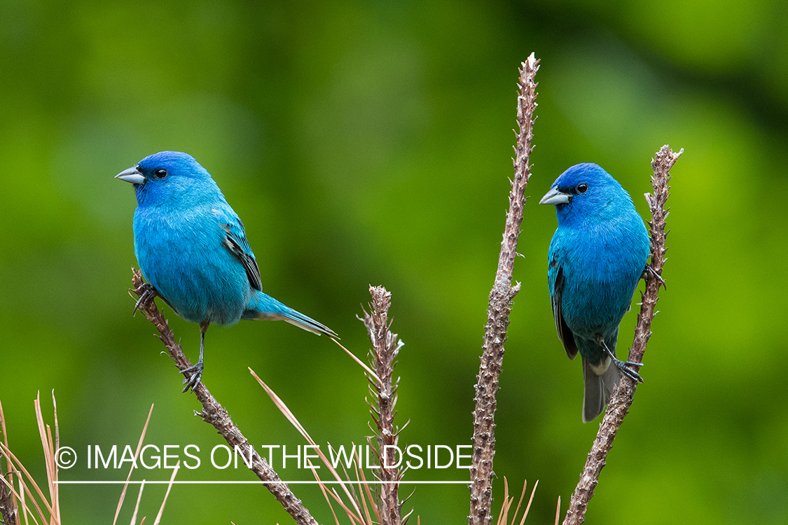 Indigo Bunting on branch.