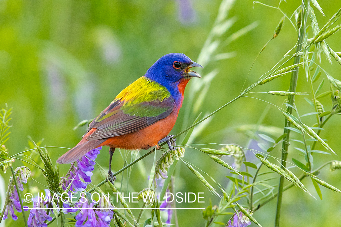 Painted bunting in habitat.