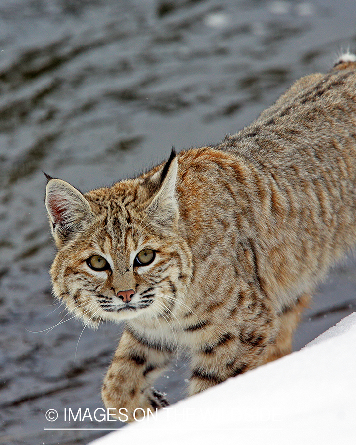 Bobcat in habitat.