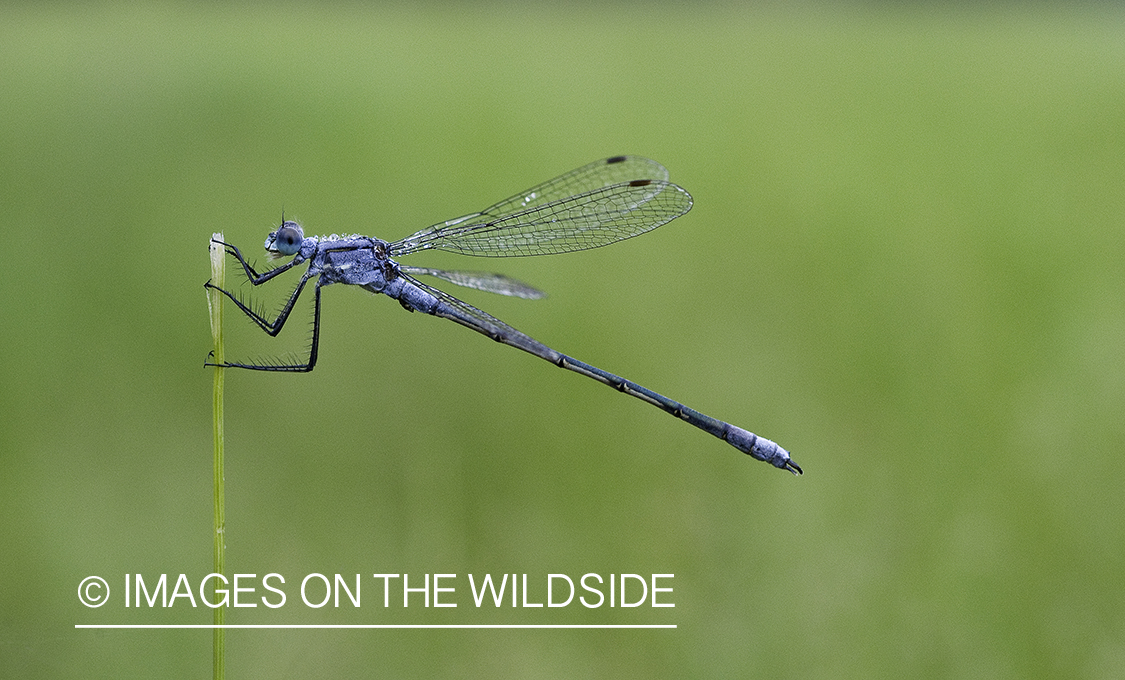 Adult Damselfly 