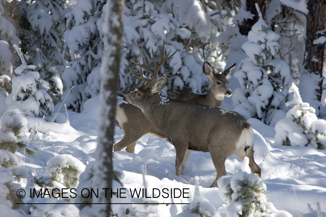 Mule deer buck and doe in habitat.