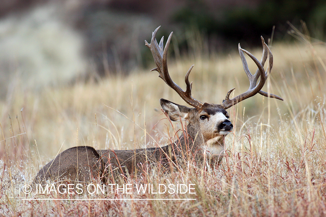 Mule deer buck in habitat. 