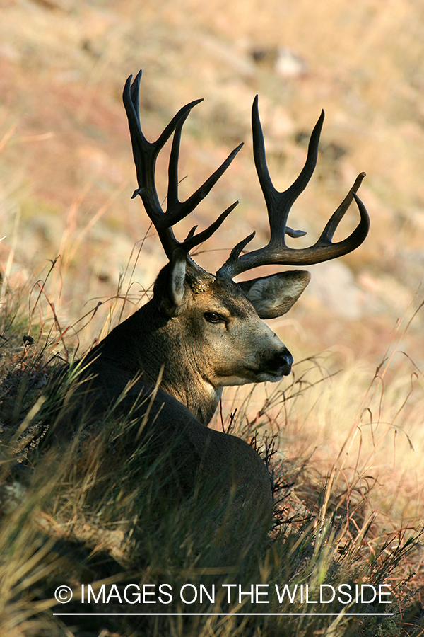 Mule deer buck in habitat. 