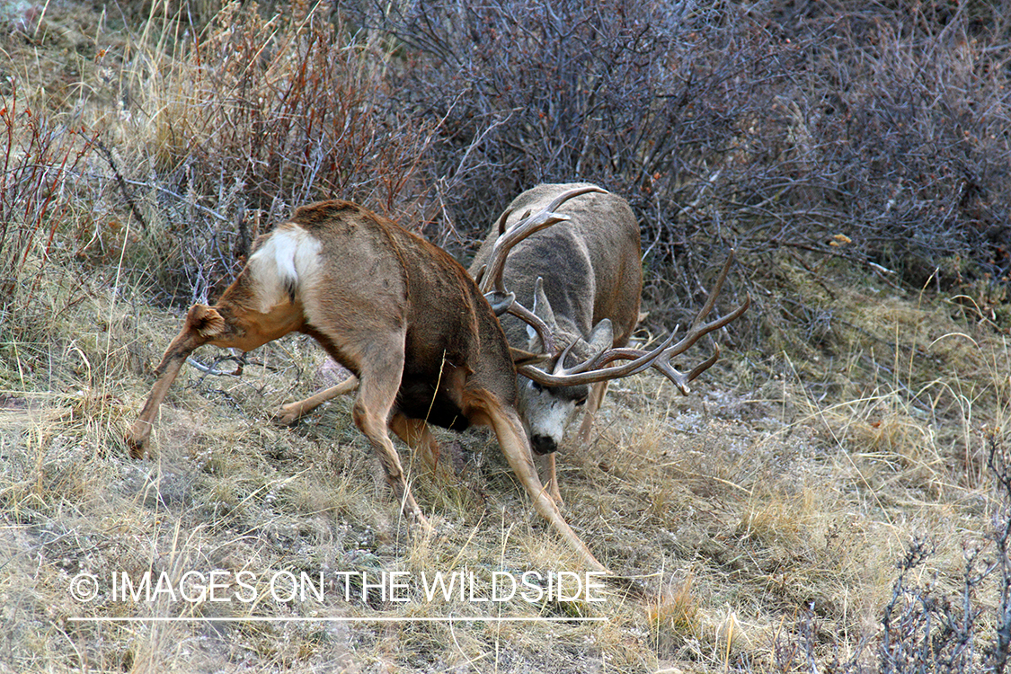 Mule deer bucks fighting.  