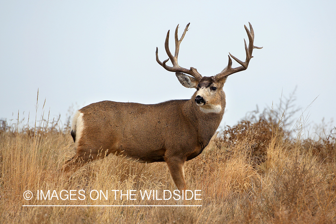 Mule deer buck in habitat.