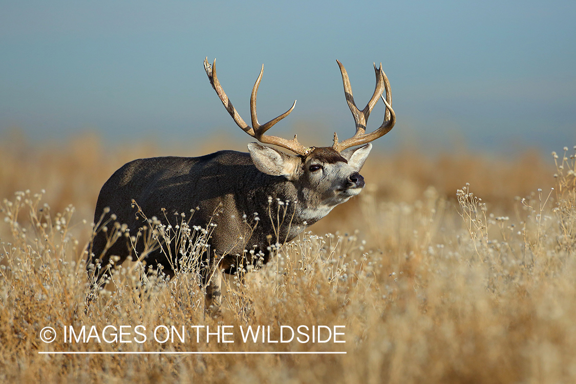 Mule deer buck in habitat. 