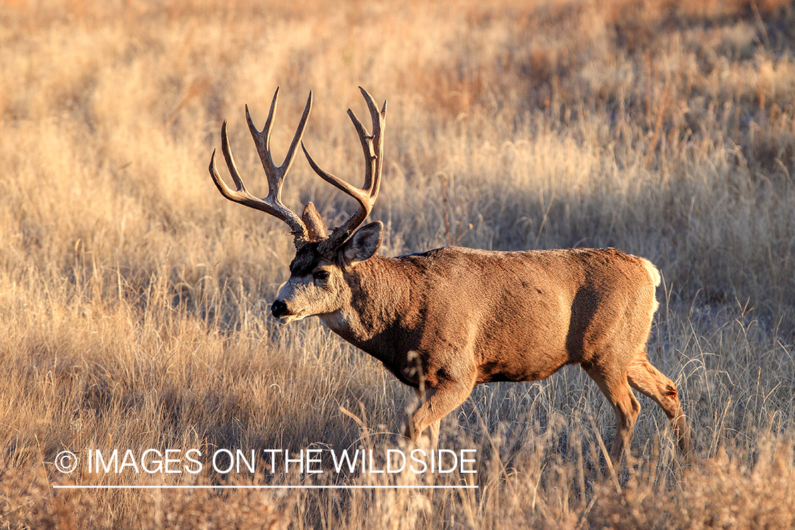 White-tailed buck in field in late fall.