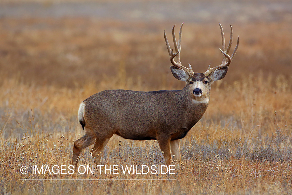 Mule deer buck in rut in field. 