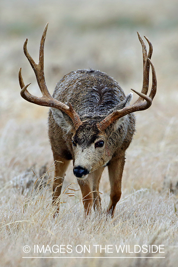 Mule deer buck in field.