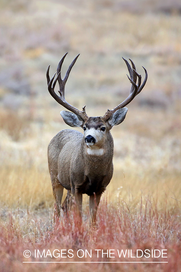 Mule deer buck in field.