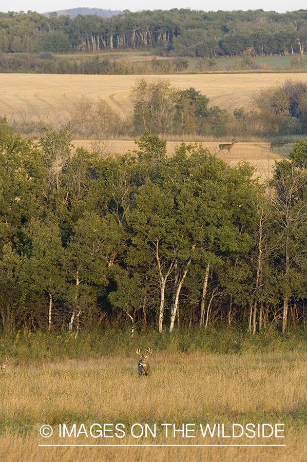 Whitetailed deer in habitat.