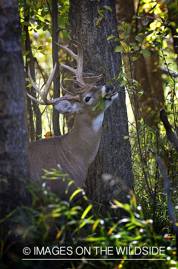 Whitetail Buck