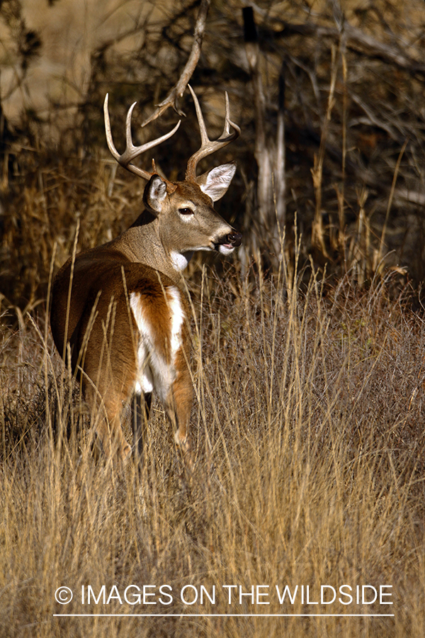 Whitetail Buck