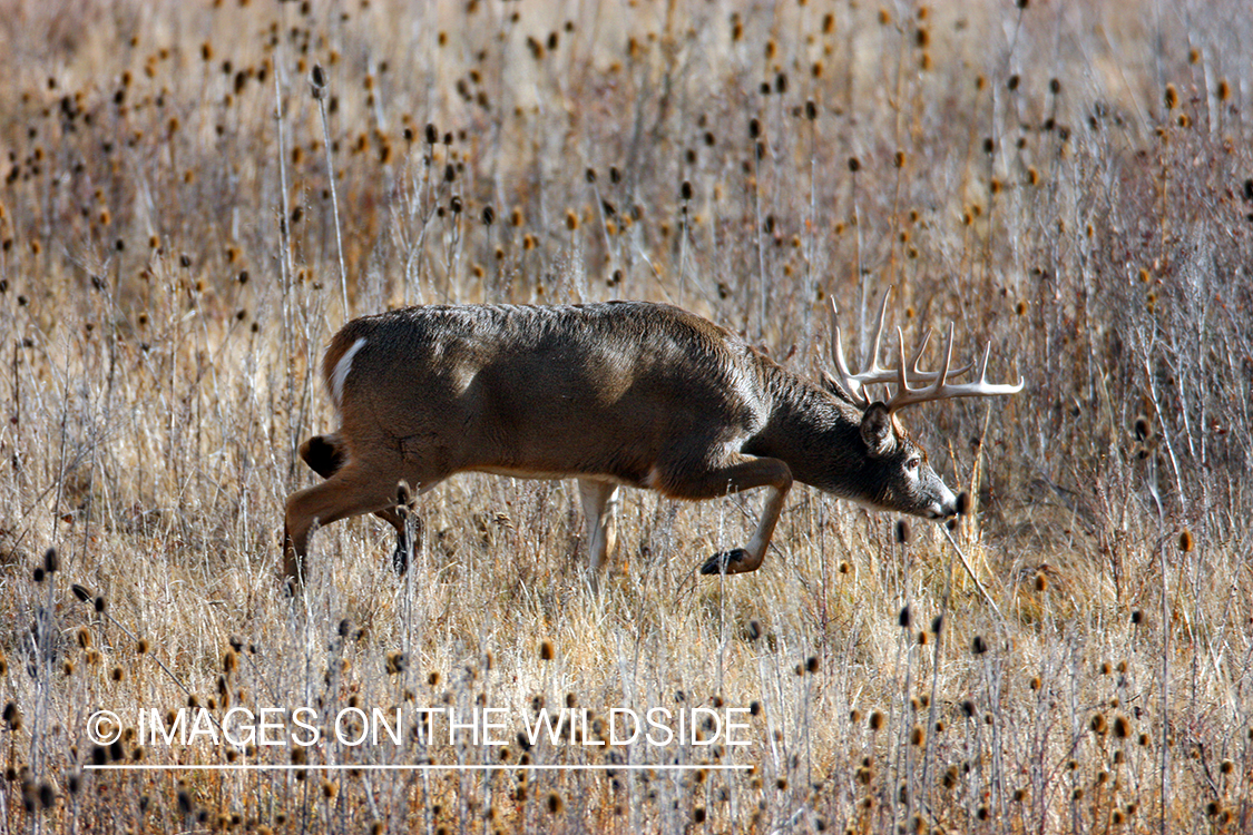 Whitetail Buck in Field