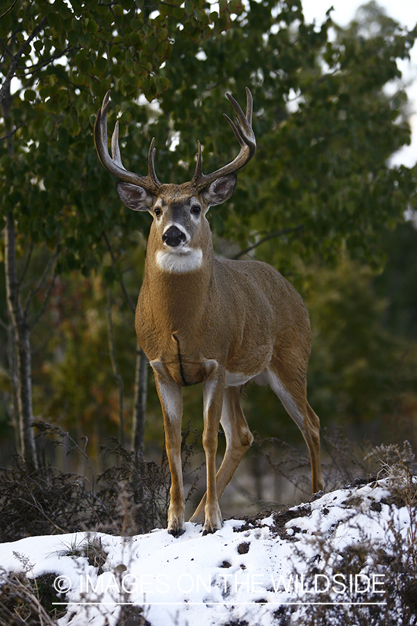 Whitetail buck in habitat