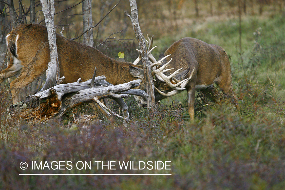 Whitetail bucks fighting