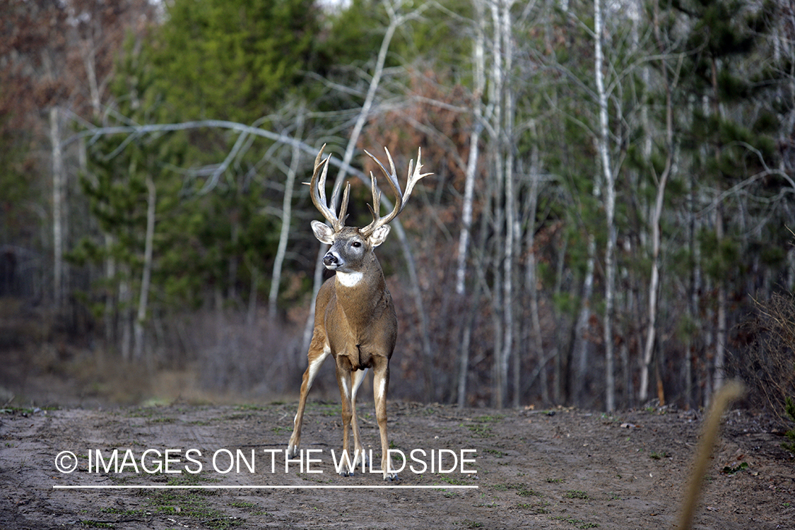 Whitetail buck in habitat