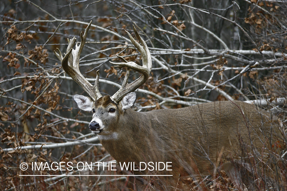 Whitetail buck in habitat.