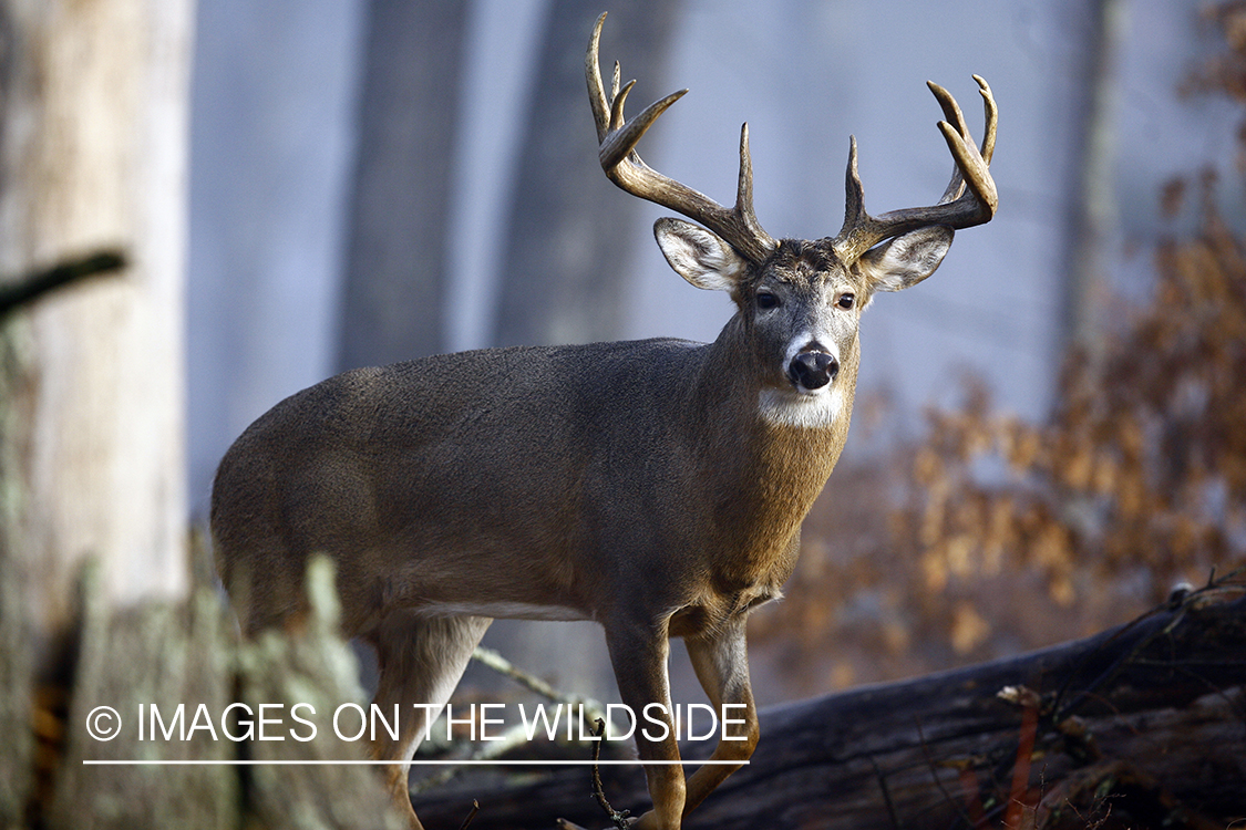 Whitetail buck in habitat.