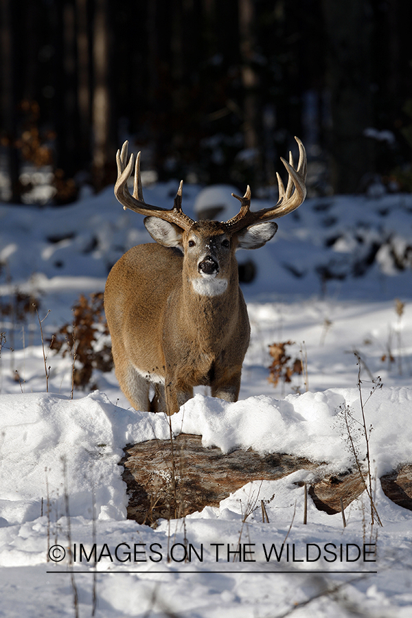 White-tailed buck in habitat.