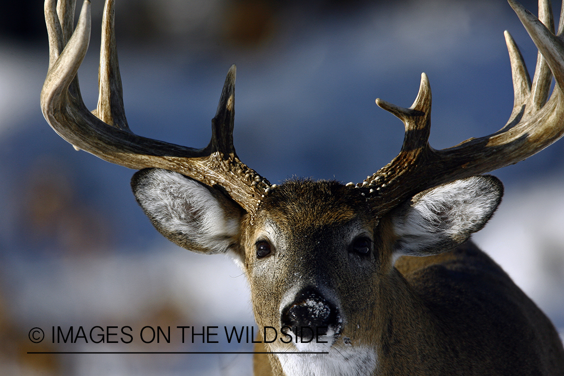 Whitetail in habitat