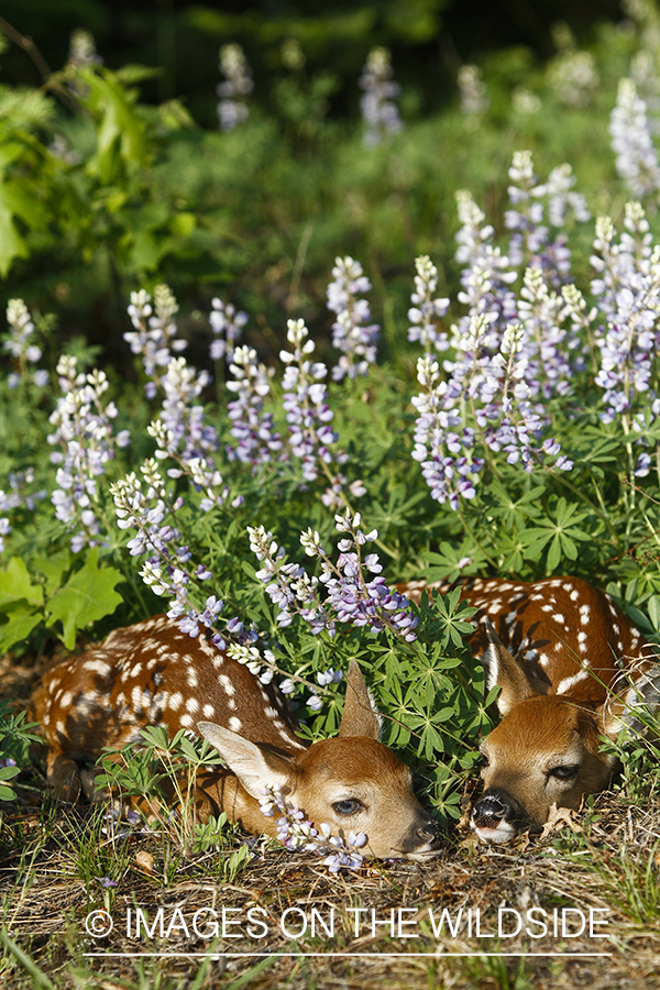 White-tailed Deer Fawns