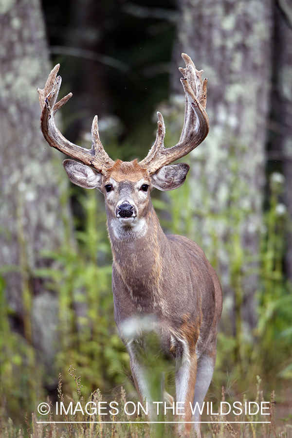 White-tailed buck in velvet 