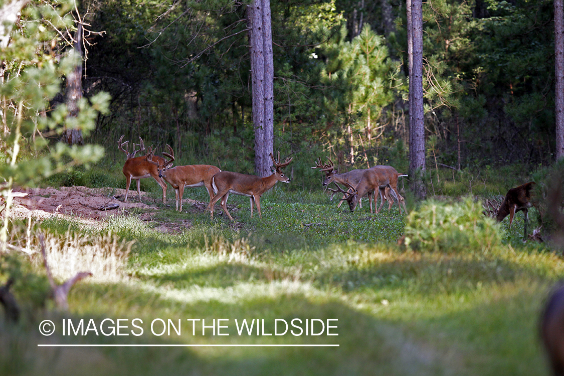 White-tailed bucks in velvet 