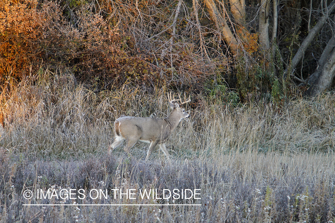 White-tailed buck in habitat. 