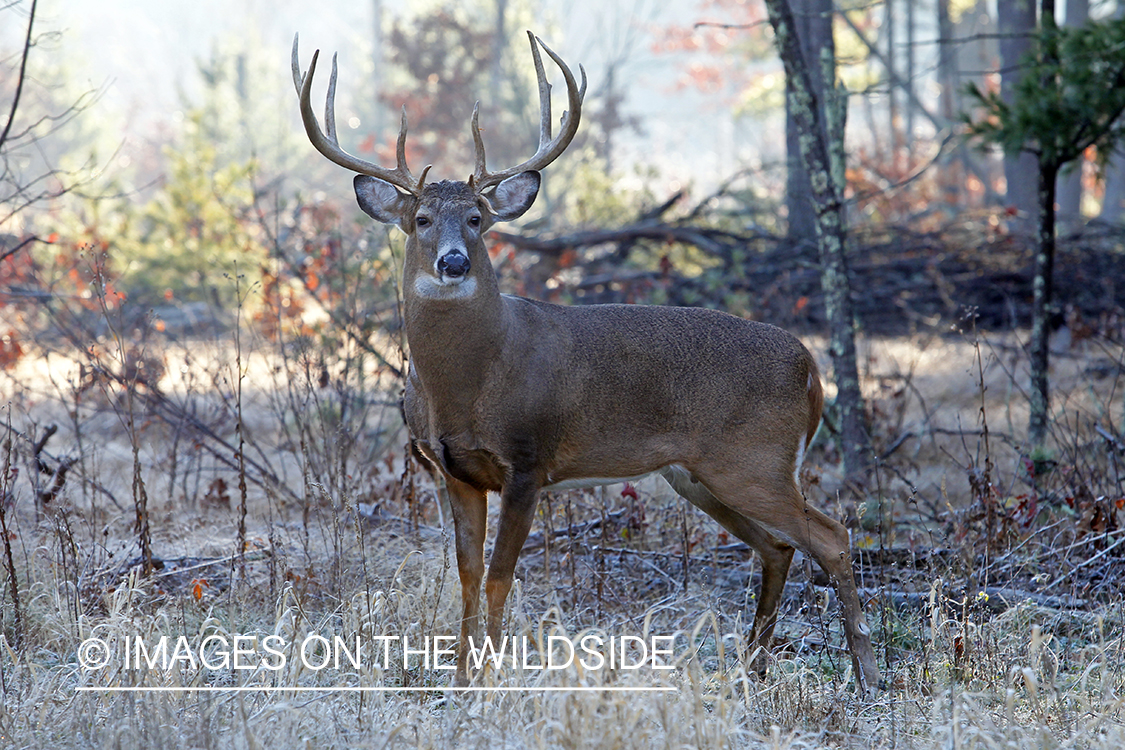 White-tailed buck in habitat. *