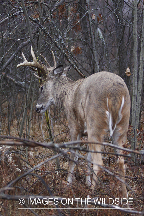 White-tailed buck rubbing tree. 