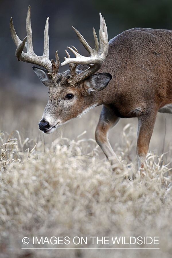 White-tailed buck in habitat. *