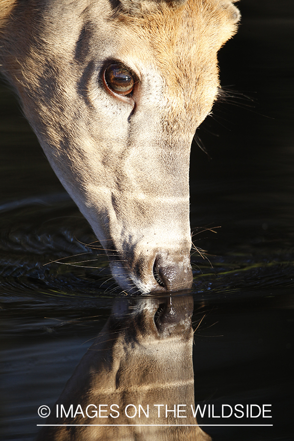 White-tailed deer drinking from creek. 