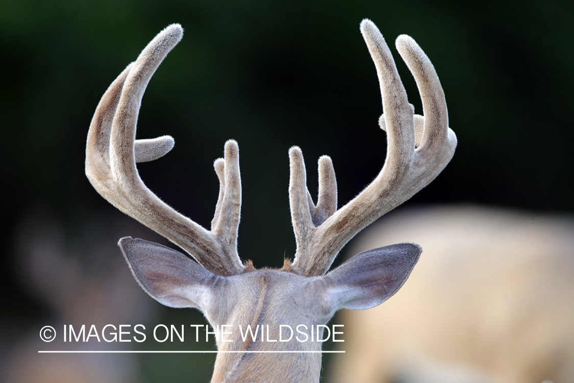 White-tailed buck in velvet.  