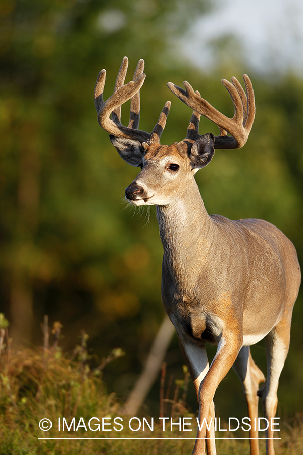 White-tailed buck in velvet.  