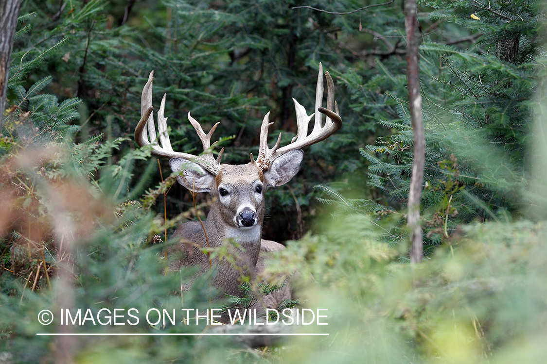 White-tailed buck in habitat.  